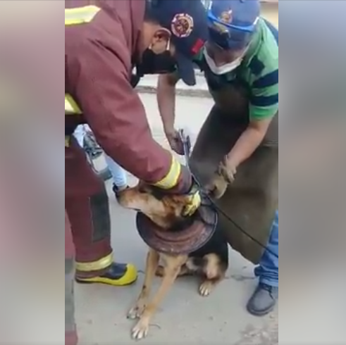 Perrito