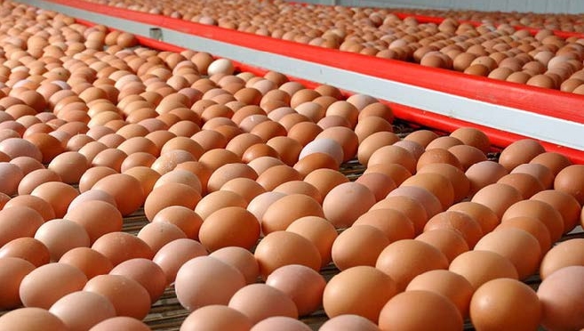 Huevos
